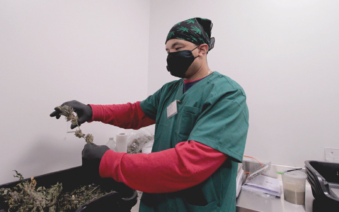 BACK IN THE WORKFORCE: Jemal Jones, a Navy veteran, is thankful to be working at Growth Industries. “I had some issues with PTSD, which made things hard,” he said. “But I had the opportunity to start this, which is such a blessing.” Here, he is trimming cannabis flowers, one of the last steps before distribution.